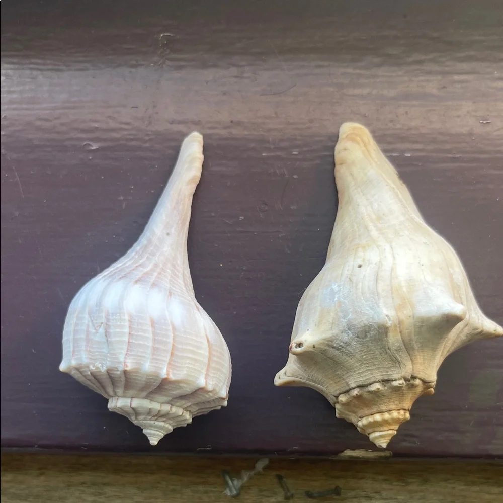 Natural Seashell Collection - Picture 6 of 8
